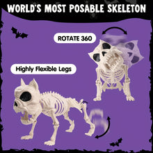 Load image into Gallery viewer, 2pc 16&quot; Poseable Dog Skeleton
